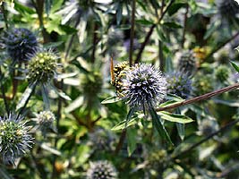 Edeldistel, Eryngium planum, Gärtnerei Salzburg, Gartenplanung und Gartengestaltung