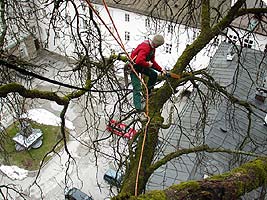 Baumkronensicherung in Salzburg, Oberösterreich, Kärnten und der Steiermark