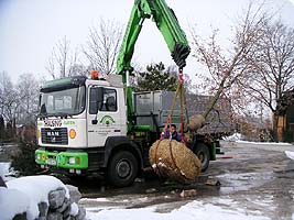 Bepflanzungen, Baumsetzung und Gartenplanung Kärnten, Salzburg, Oberösterreich und Steiermark