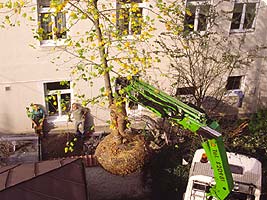 Bepflanzungen Salzburg, Steiermark, Oberösterreich und Kärnten