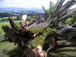 Baumsachverständiger Salzburg, Kärnten Oberösterreich und Steiermark