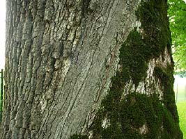 Baum-Gutachten Salzburg, Steiermark, Kärnten und Oberösterreich