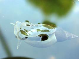 Biotope im Garten Wasser-Gartengestaltung Salzburg, Oberösterreich, Steiermark und Kärnten